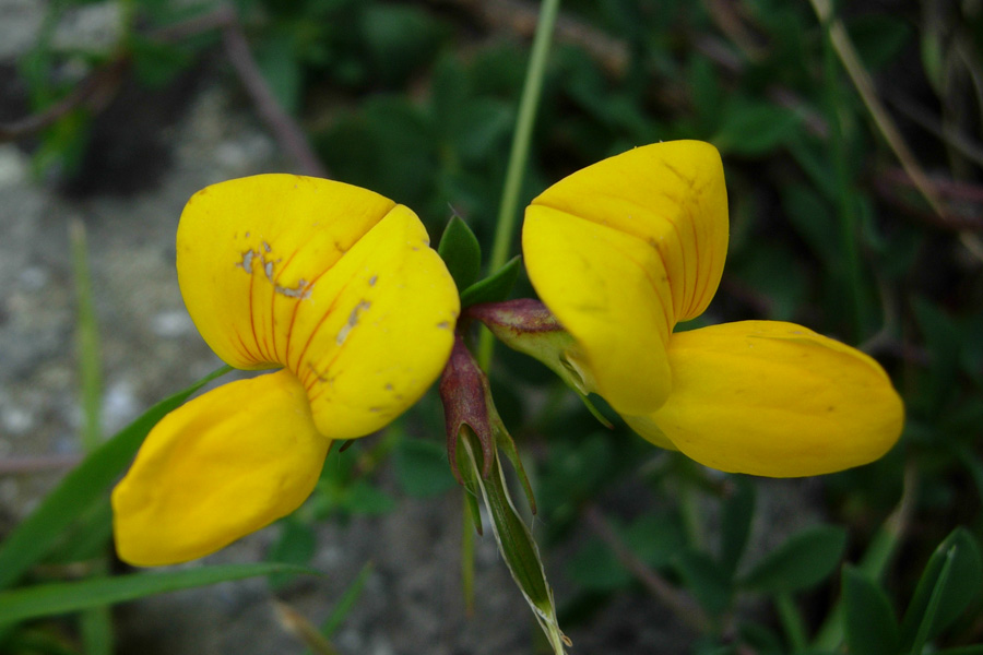 Lotus corniculatus